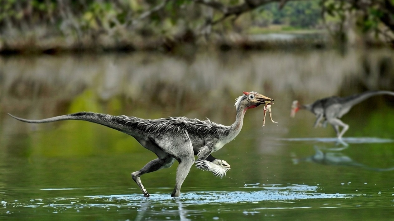 Pelecanimimus (Pelecanimimus polyodon) rekonstrukciós illusztráció